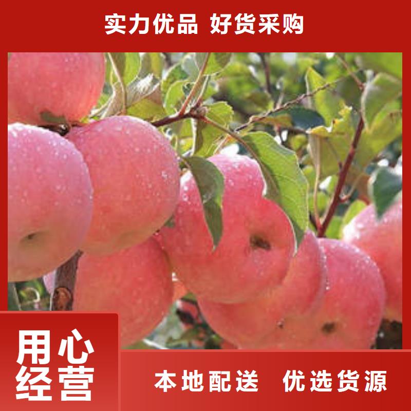 红富士苹果-苹果种植基地品质信得过