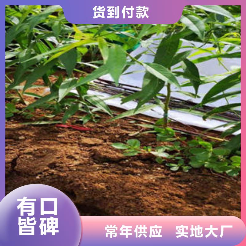 永莲蜜桃7号桃树苗40公分