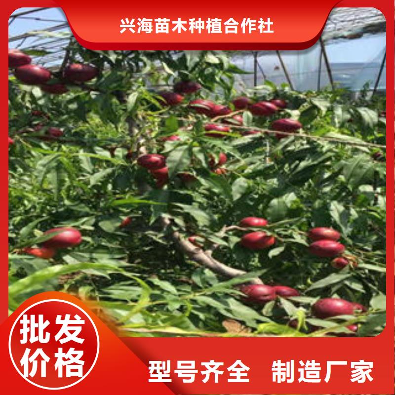 永莲蜜桃2号桃树苗什么价格