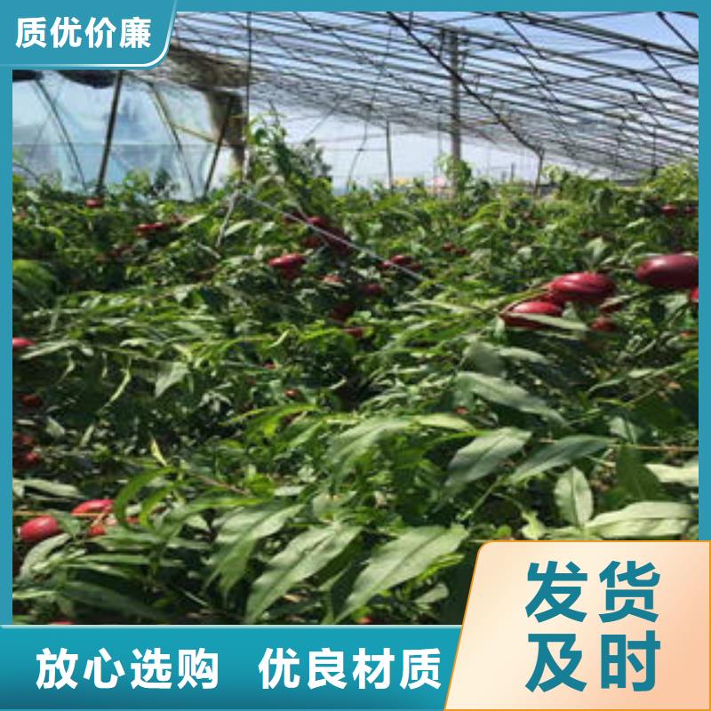 夏姬油桃树苗1公分