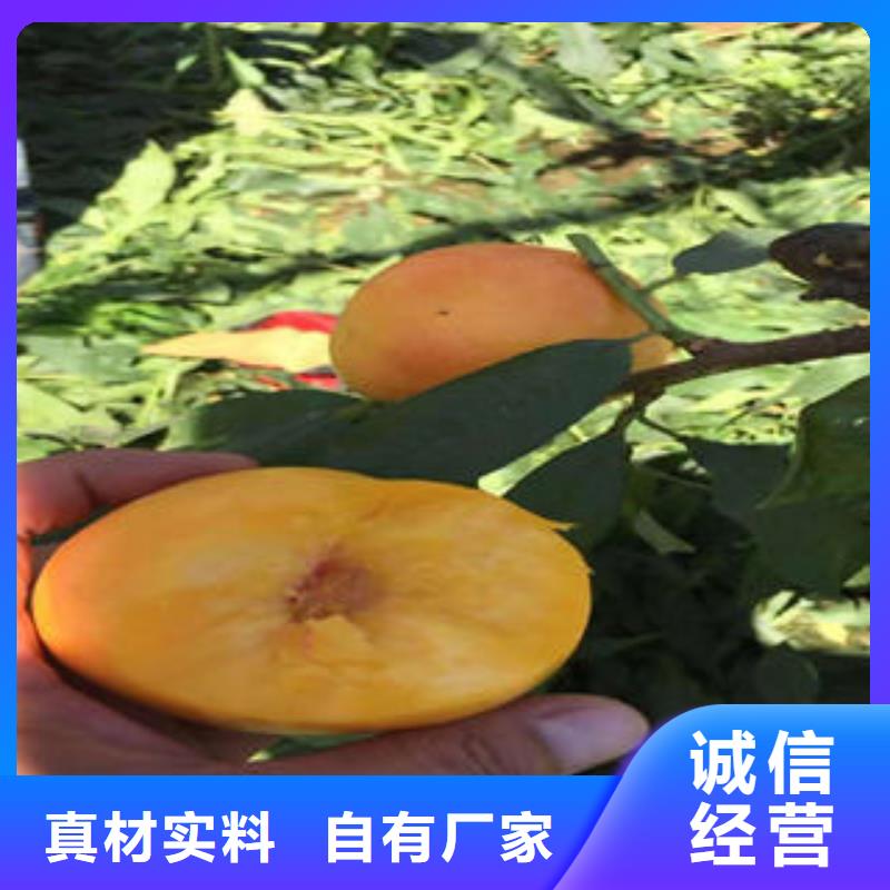 夏姬油桃树苗1公分