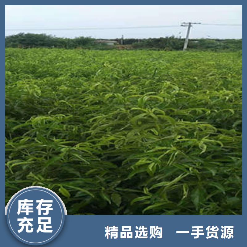 水蜜桃树苗7公分