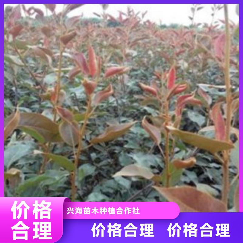 麦梨树苗10公分