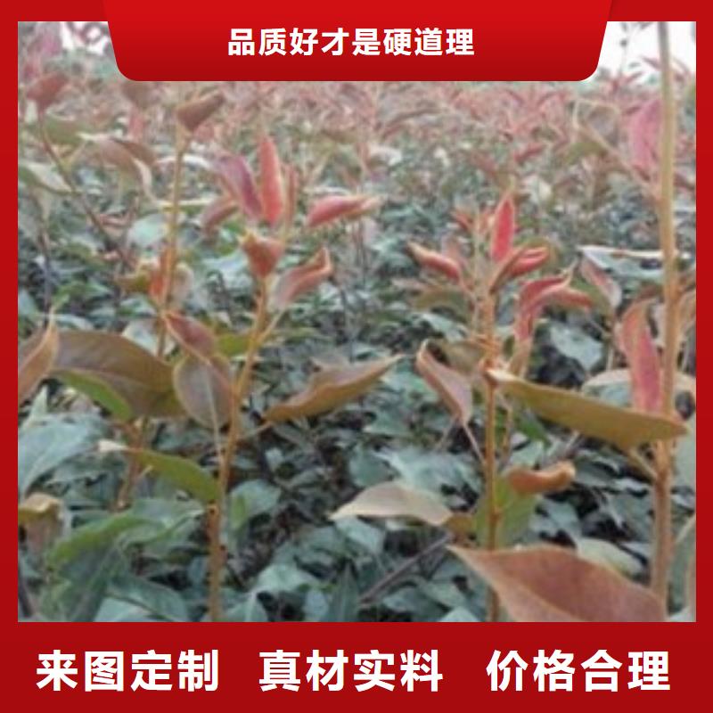 黄县长把梨树苗种植技术