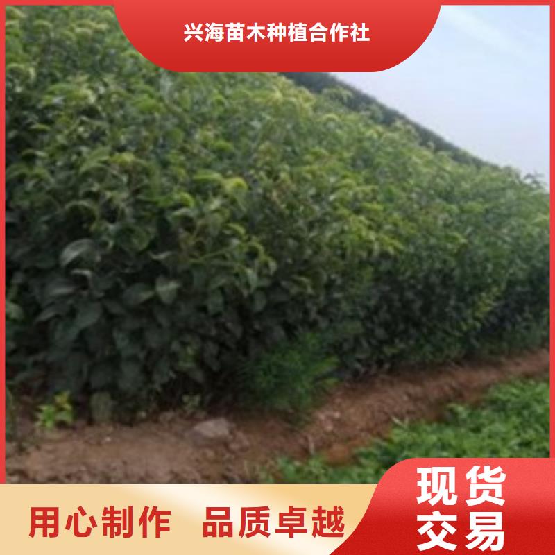 开菲梨树苗0.5公分