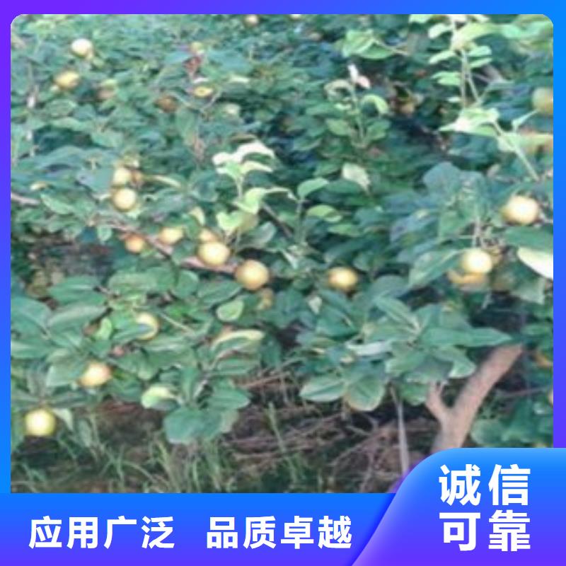 红香酥梨树苗种植技术