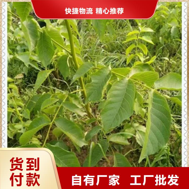 【核桃苗】苹果苗大量现货