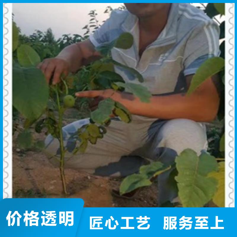 【核桃苗】苹果苗大量现货