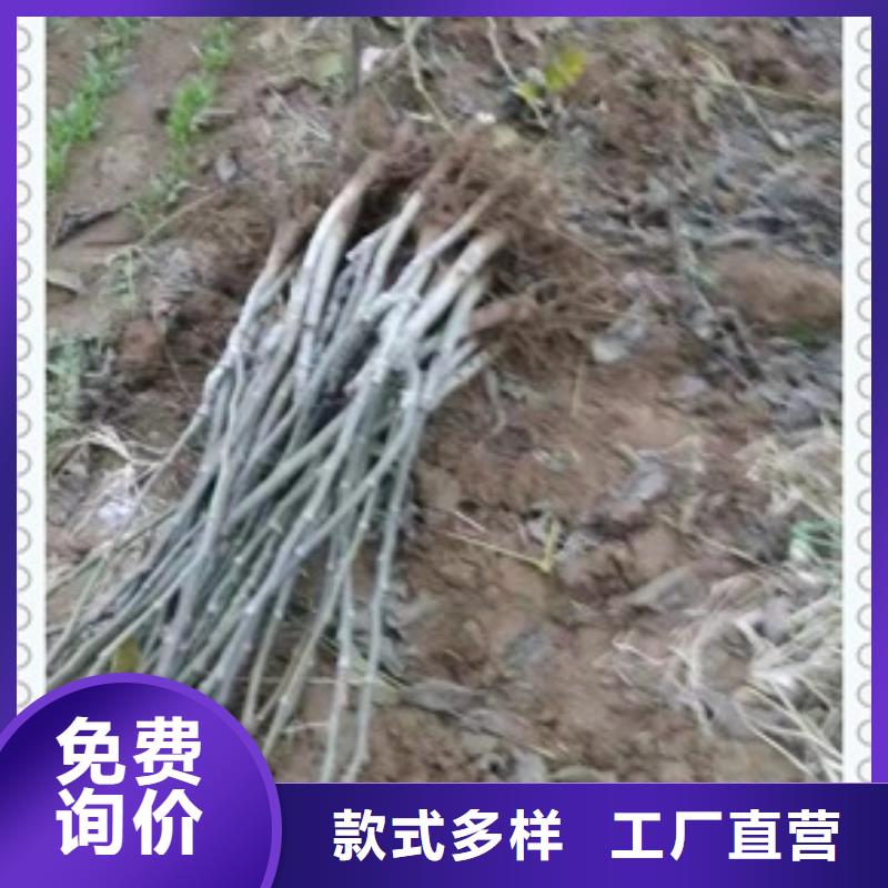 【核桃苗】板栗苗商家直供