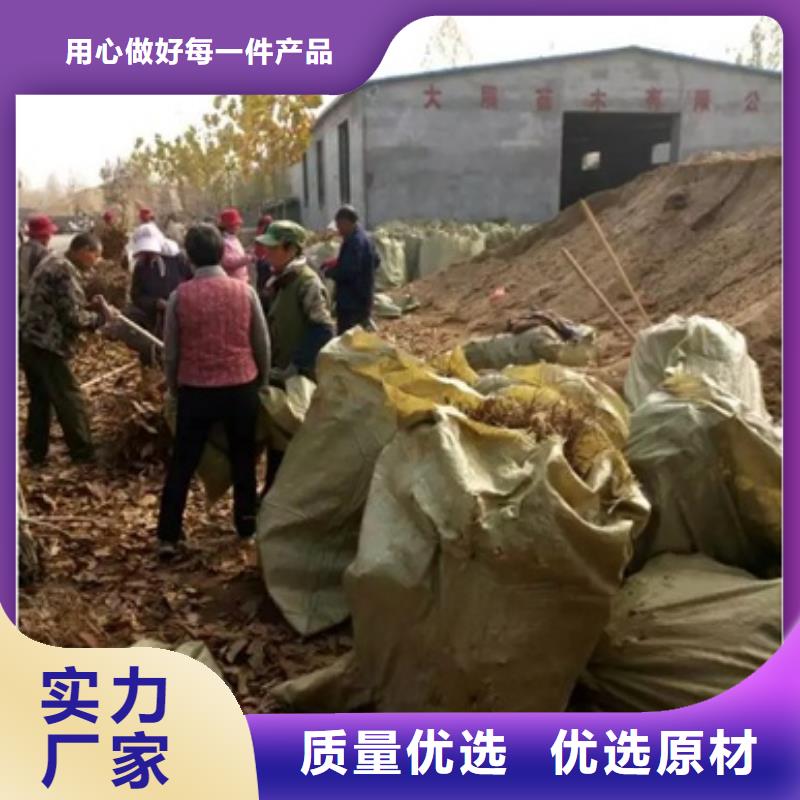 板栗苗桃树苗优选好材铸造好品质