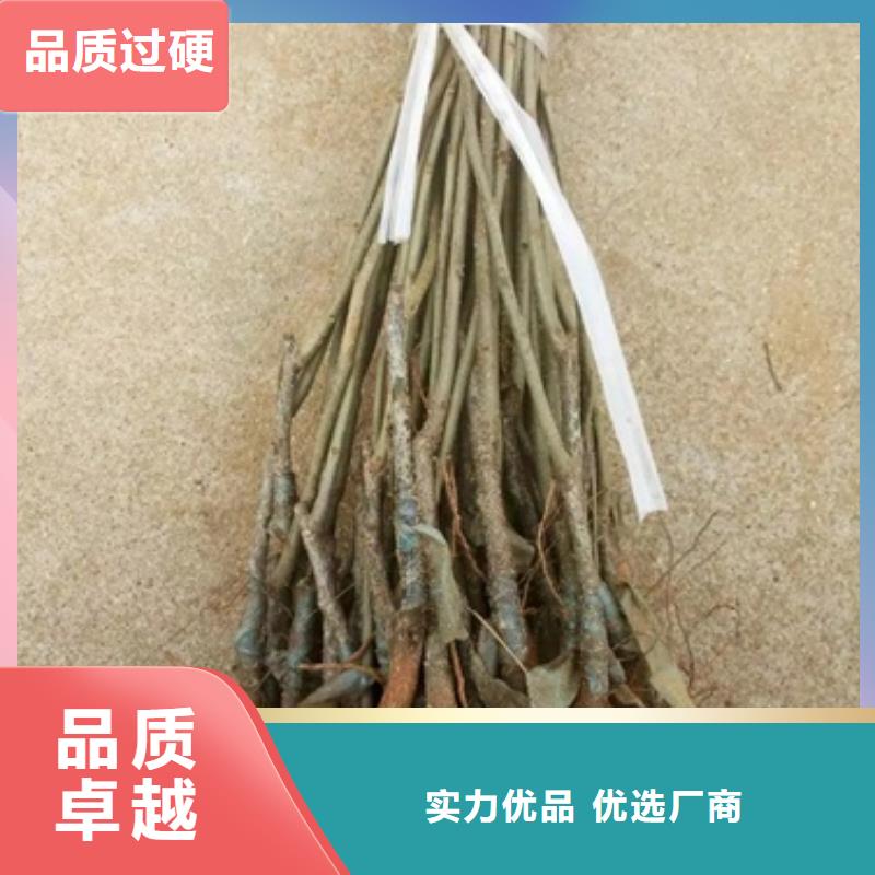 板栗苗梨树苗拒绝伪劣产品