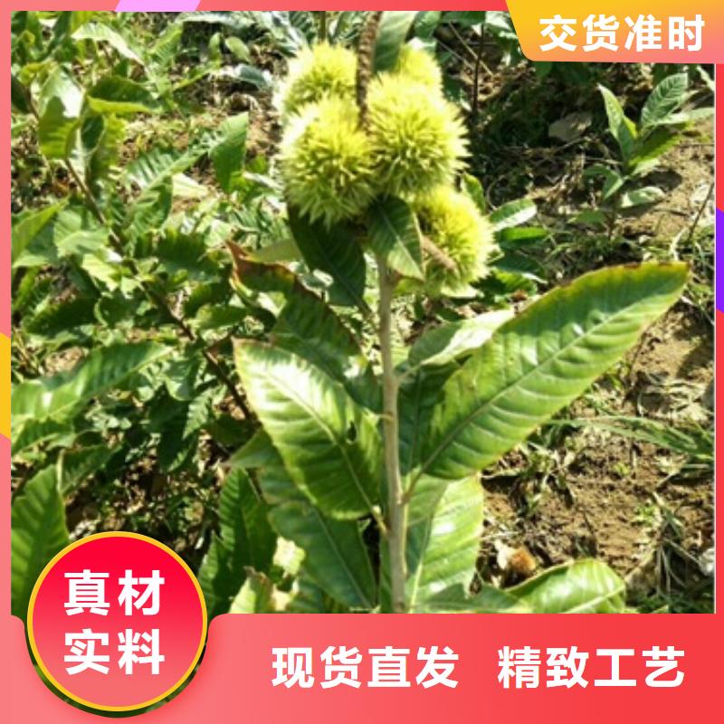 【板栗苗花椒苗高标准高品质】