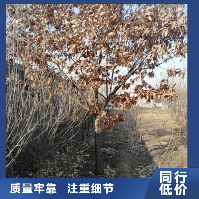 板栗苗苹果苗厂家售后完善