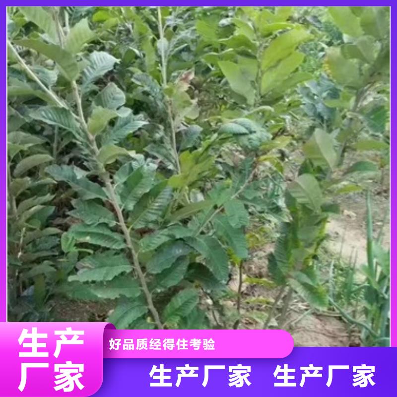 【板栗苗花椒苗高标准高品质】