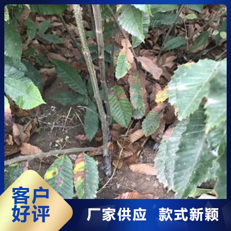 板栗苗苹果苗厂家售后完善