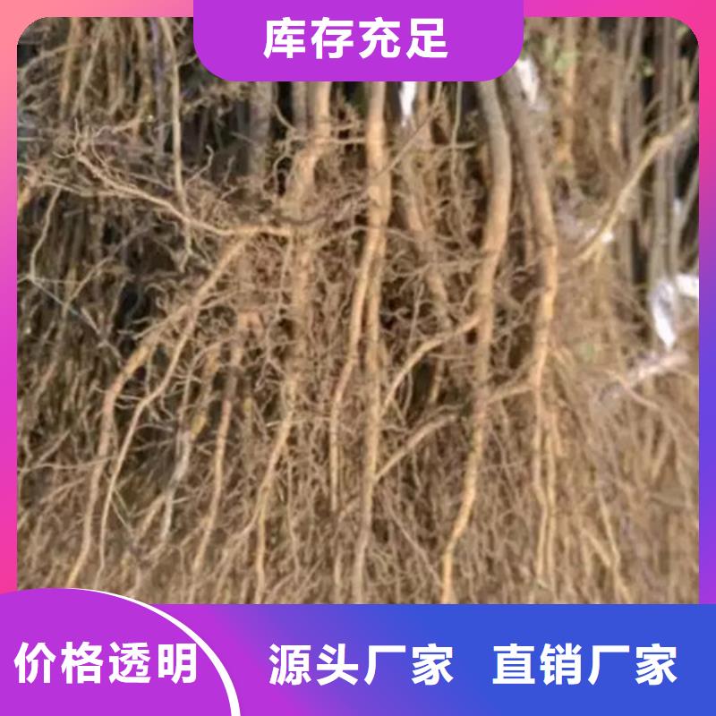 花椒苗【蓝莓苗】好品质经得住考验