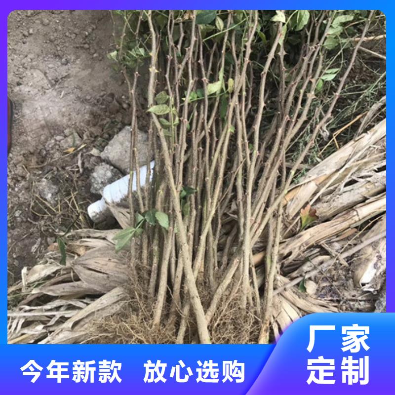 【花椒苗,梨树苗拒绝中间商】