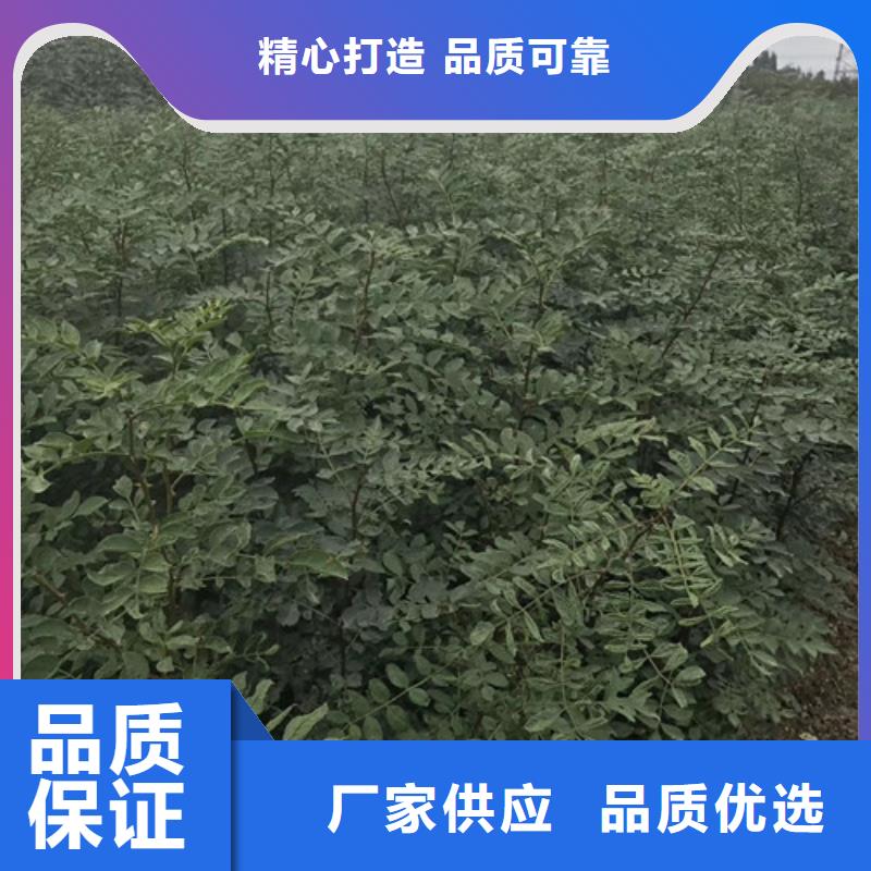 【买【兴海】花椒苗 桃树苗出厂严格质检】