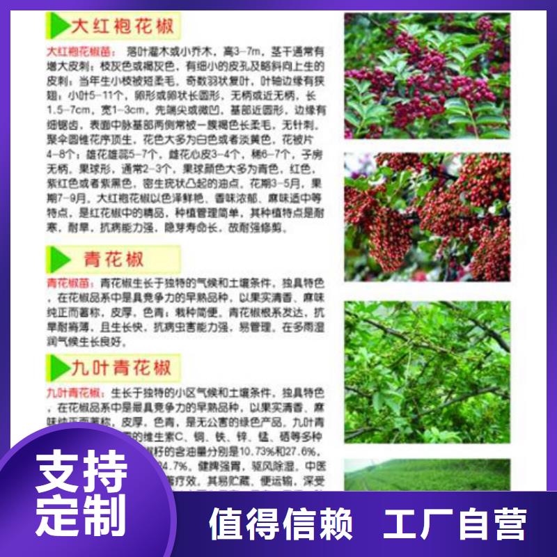 批发【兴海】花椒苗-桃树苗品种全