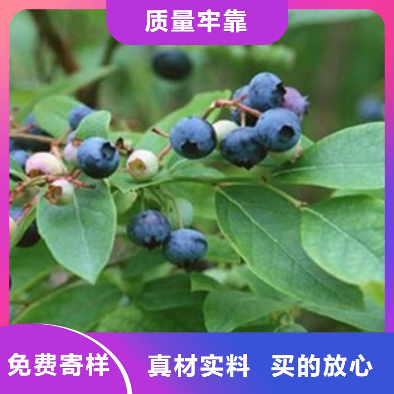 蓝莓苗苹果苗多年行业经验