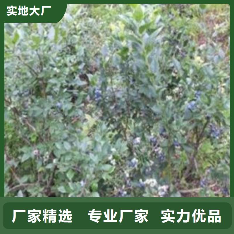 粉蓝蓝莓树苗种植时间