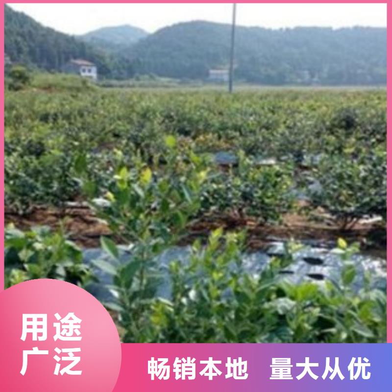 蓝莓苗-梨树苗款式新颖