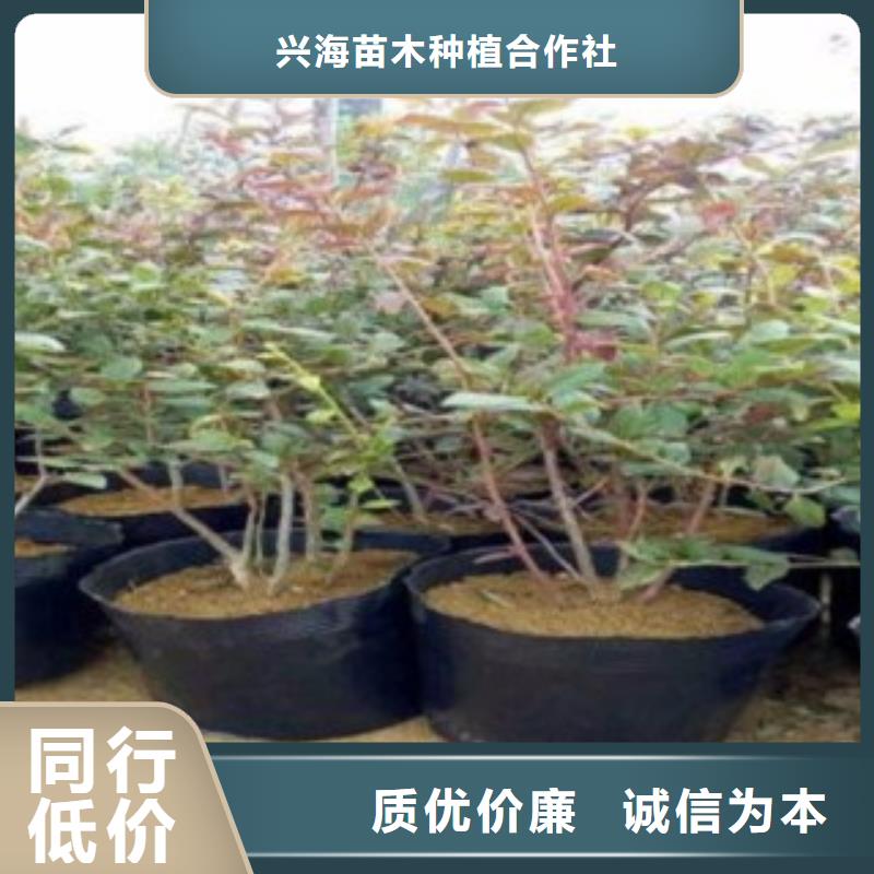 蓝莓苗,花椒苗优选厂商