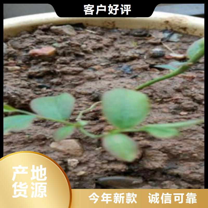 蓝莓苗,花椒苗优选厂商