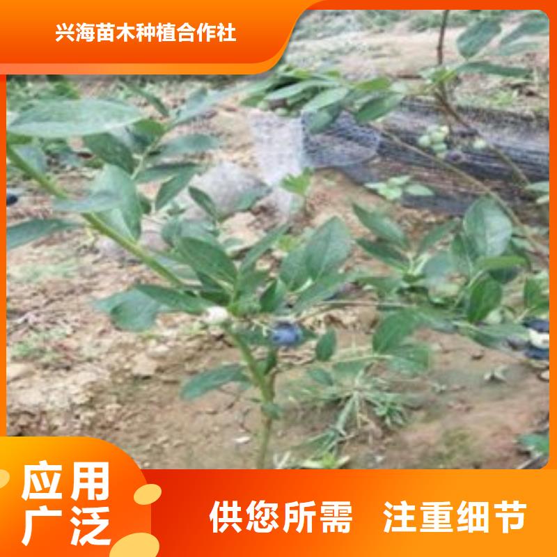 蓝莓苗_核桃苗品质值得信赖