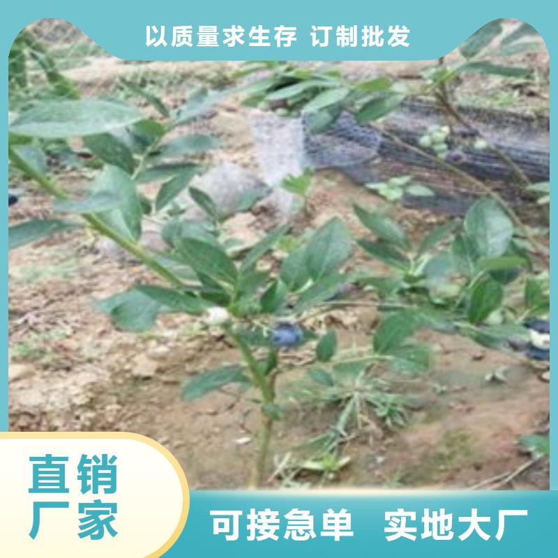 蓝莓组培树苗种植时间
