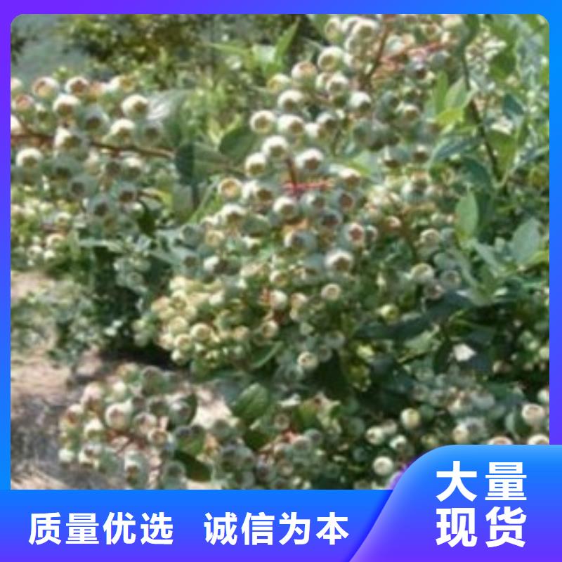 蓝莓组培树苗种植时间