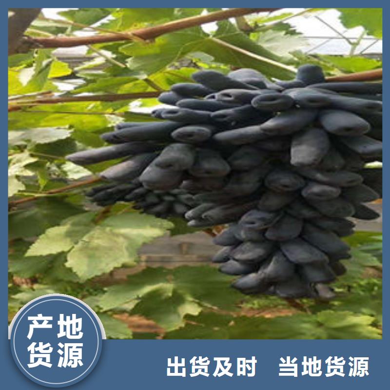 葡萄苗花椒苗货源直供