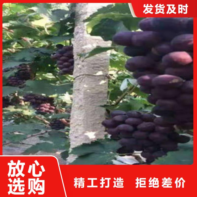 葡萄苗,板栗苗好产品好服务