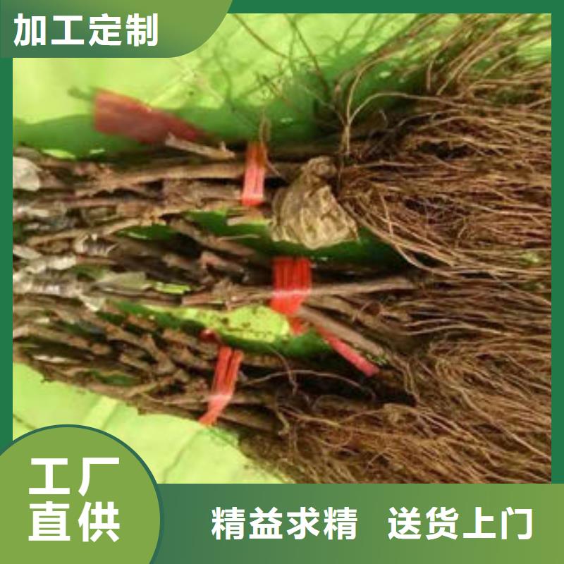 葡萄苗【蓝莓苗】品质信得过