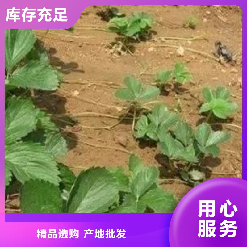 【草莓苗】,板栗苗大品牌值得信赖