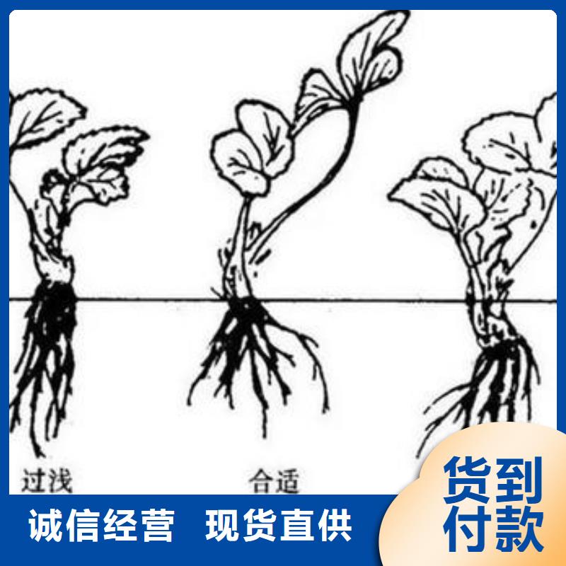 草莓苗山楂苗专注细节专注品质