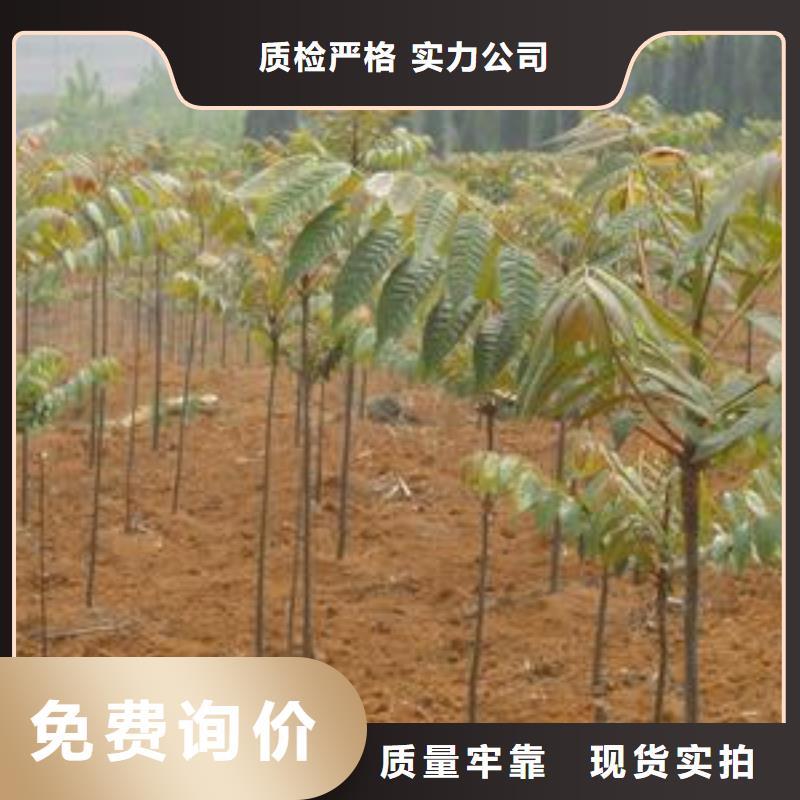 香椿苗-蓝莓苗产品细节参数