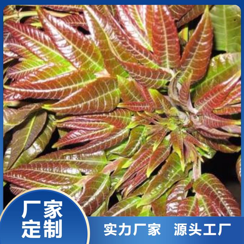 香椿苗_蓝莓苗适用范围广