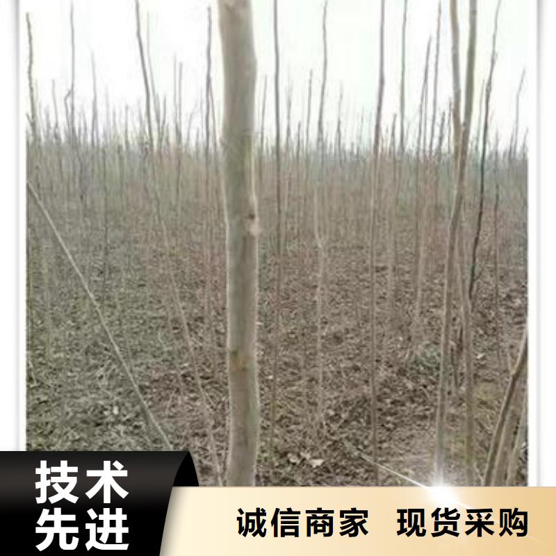 香椿苗_蓝莓苗适用范围广