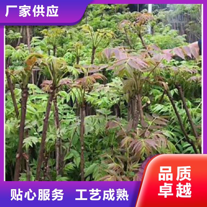 香椿苗_蓝莓苗适用范围广