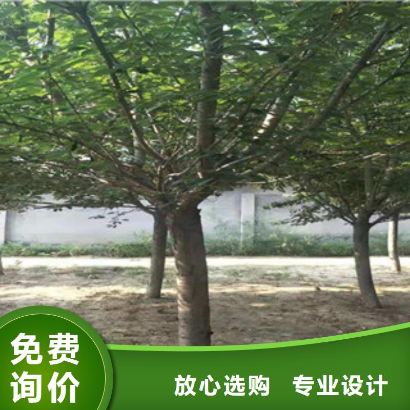 樱花占地果树老客户钟爱