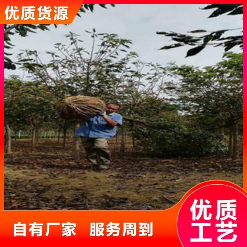 占地果树-视频-云南省保山市正家园艺场(保山市分公司)(保山市分公司)主营:占地果树