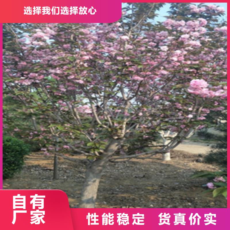 樱花泰山景松造型景松标准工艺