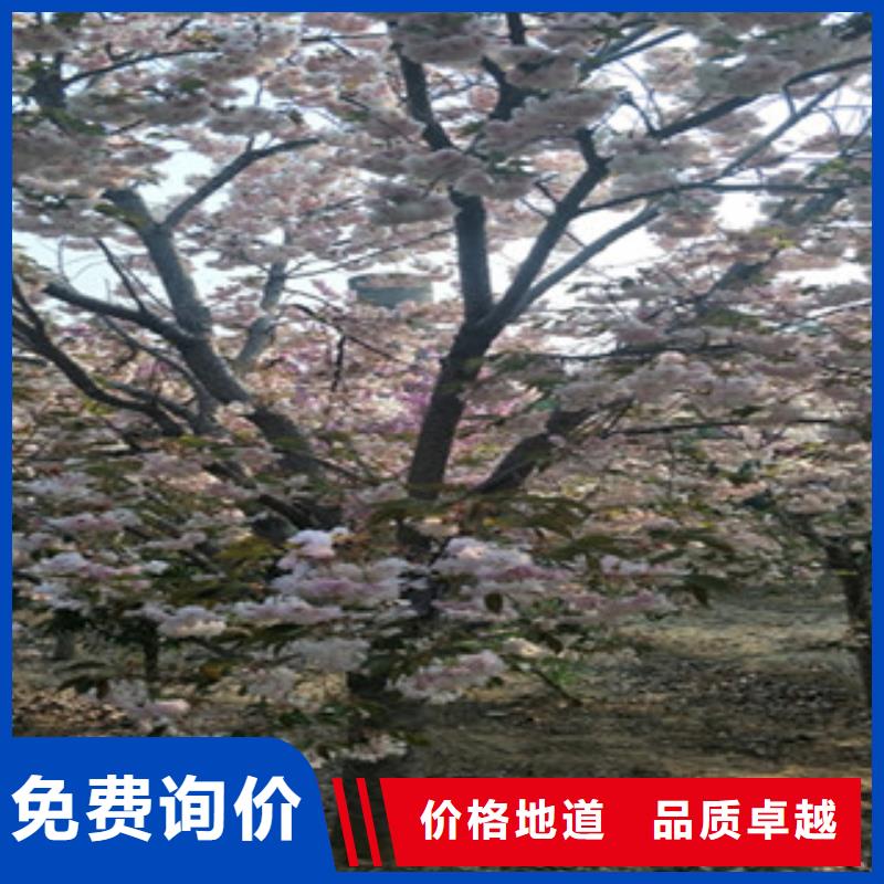 樱花泰山景松造型景松标准工艺