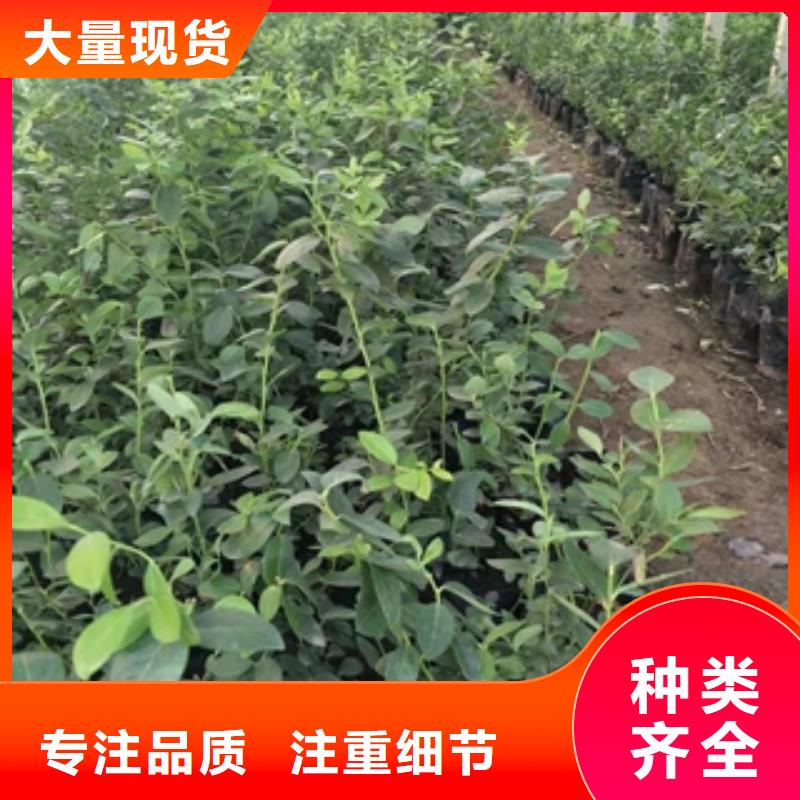 蓝莓苗【绿化树绿化工程】支持批发零售