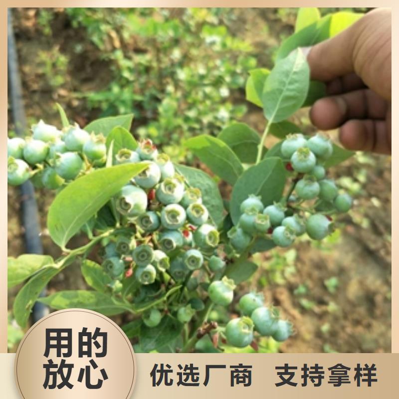 蓝莓苗源头厂家量大价优