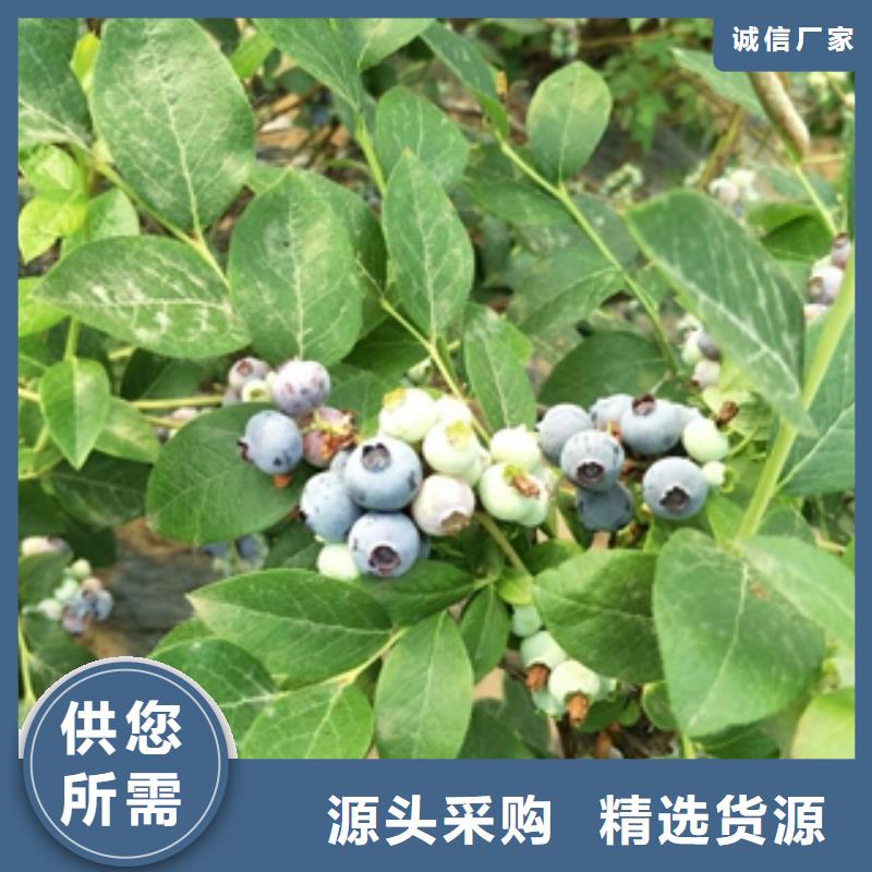 蓝莓苗源头厂家量大价优