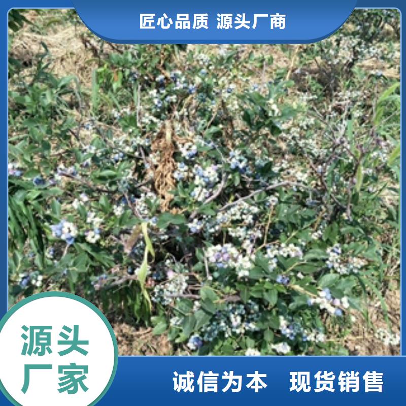 蓝莓苗做工细致