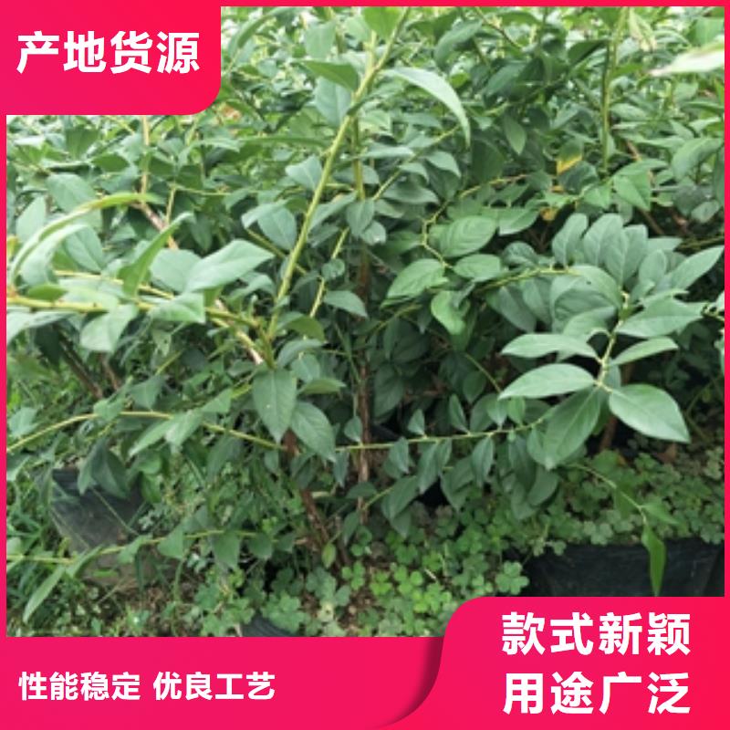 蓝莓苗源头厂家量大价优