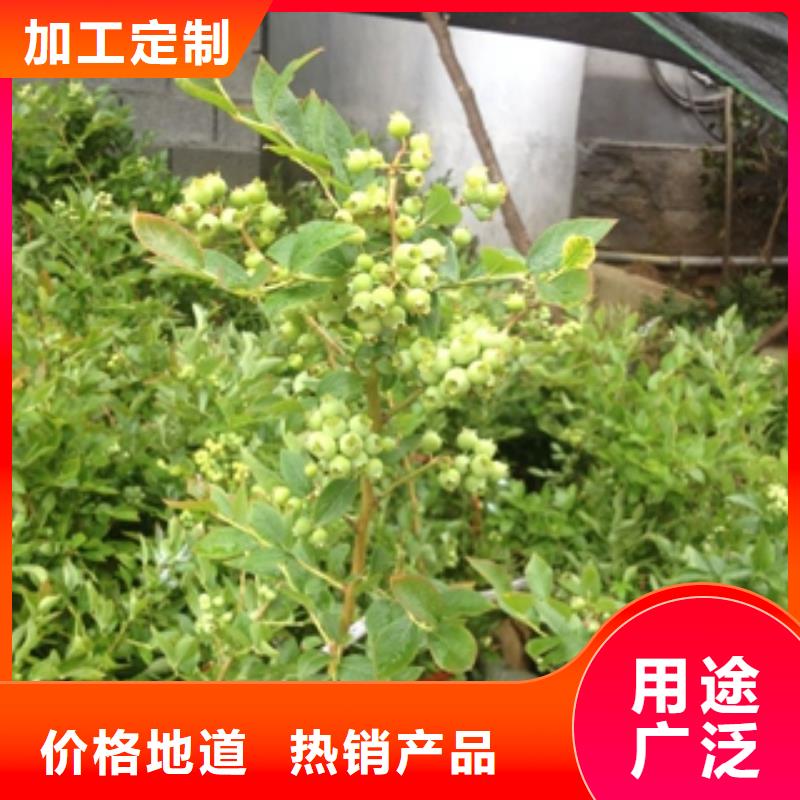 蓝莓苗源头厂家量大价优